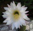 /album/my-garden/a2014-05-30-15-55-27-1-jpg/